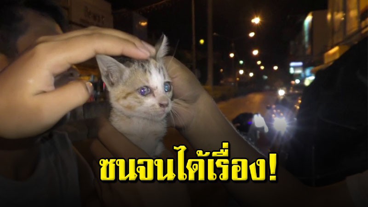 ลูกแมวน้อยแอบซุกในห้องเครื่องรถยนต์ของสาววัย 33 ปี ขณะจอดซื้อของริมถนน