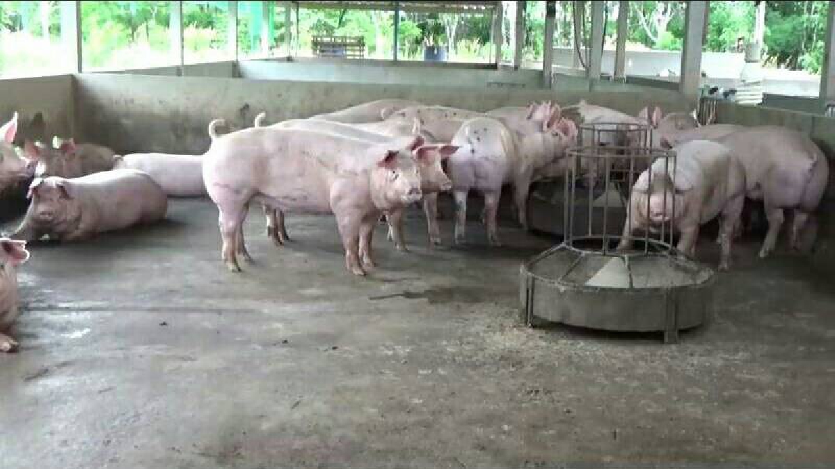 ไกล่เกลี่ยฟาร์มหมูรายใหญ่ปล่อยน้ำเสียลงฟาร์มหมูรายเล็ก