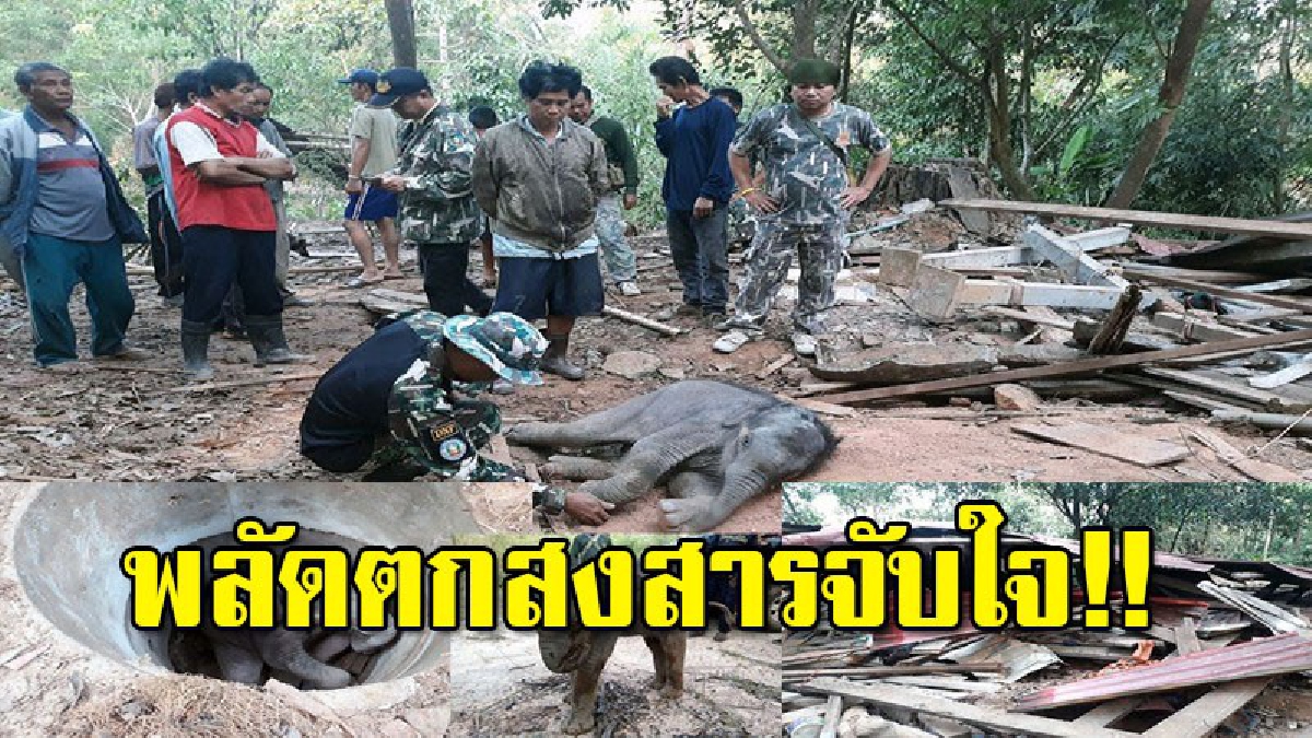 ลูกช้างป่าตกส้วม แม่และฝูงช่วยไม่ได้ ทิ้งลูกร้องทั้งคืนสุดน่าสงสาร