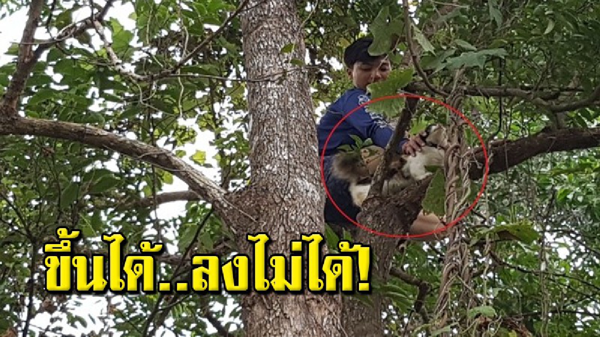 เจ้าเหมียวเปอร์เซียปีนต้นไม้ หนีสุนัขไล่กัด ผ่านไป 2 วันลงไม่ได้ ร้องเรียกชาวบ้านช่วย
