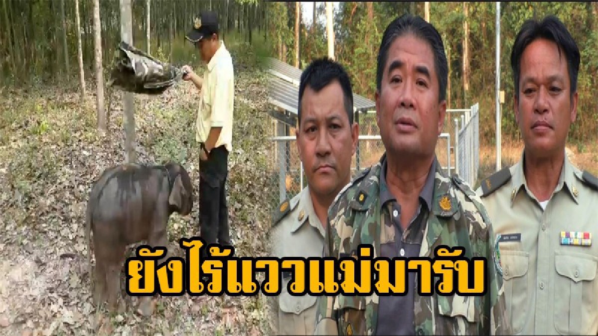 อนาถช้างน้อยไร้แววแม่มารับ!! ลูกช้างป่าตกส้วมร้องหาแม่ทั้งคืน จนท.ชงนมให้ดื่มรอแม่รับกลับเข้าโขลง