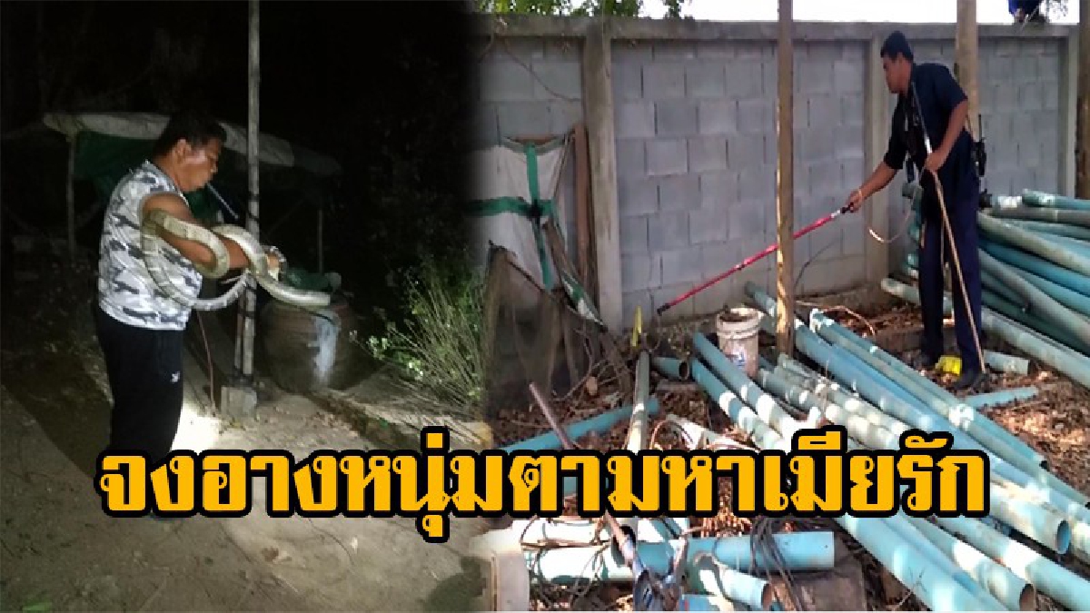 ระทึกจงอางหนุ่มบุกบ้านชาวไร่อ้อย   ตามหานางพญาจงอางขาวเมียรัก