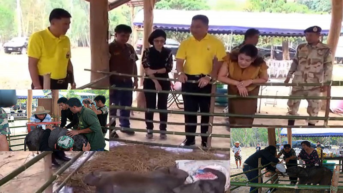 ช้างน้อย ชบาแก้ว อาจอยู่กับคนยาว ผู้ว่ารุดเยี่ยมช้างน้อยตกส้วมหลังแม่ไม่มารับหมอทำแผลและให้นมอาการดีขึ้น