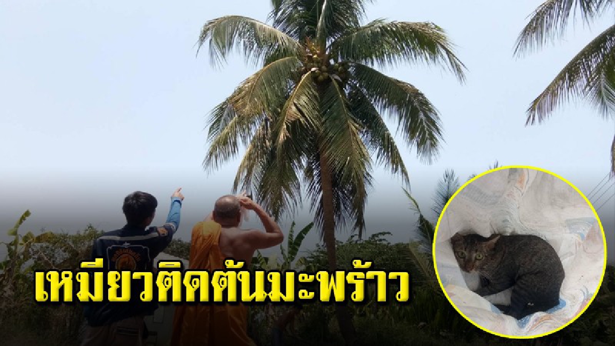 รถกระเช้าศูนย์ปภ.ไปช่วยน้องเหมียวติดยอดมะพร้าว ประสบอุบัติเหตุ สุดท้ายต้องปีนบันไดไม้ไผ่
