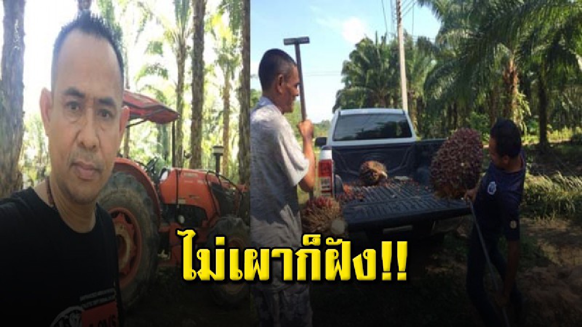 ชาวสวนปาล์มเมืองคอนครวญราคายังดิ่งรับรัฐบาลใหม่ก้มหน้ารับกรรมจำใจขาย ก.ก. 2 บาท-ประชด “ถึงป่าช้าไม่เผาก็ต้องฝัง”..?