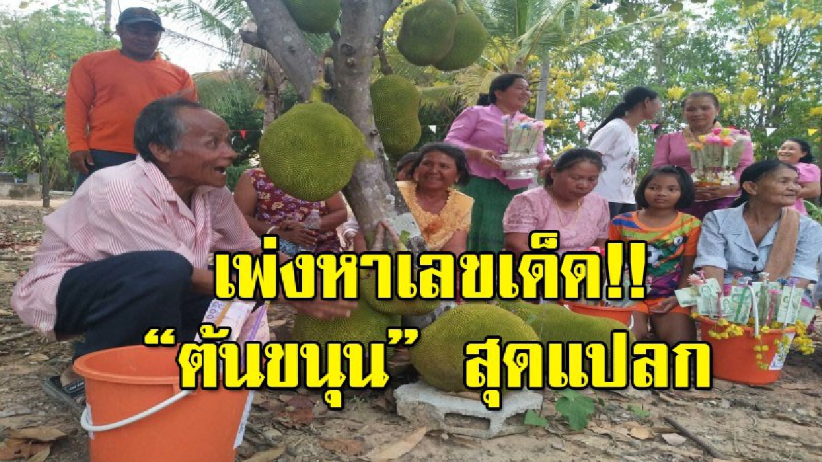 ชาวบ้านแห่กราบไหว้ "ต้นขนุน" ออกลูกตรงโคนต้นงานนี้เซียนหวยไม่พลาด