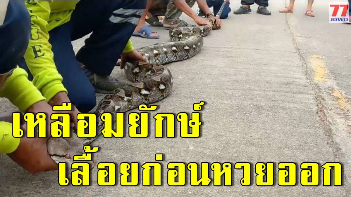 เหลือมยักษ์โผล่กลางสวน ประจันหน้าหนูน้อยวัย 11 ก่อนวิ่งป่ากระจาย โร่แจ้งผู้ใหญ่