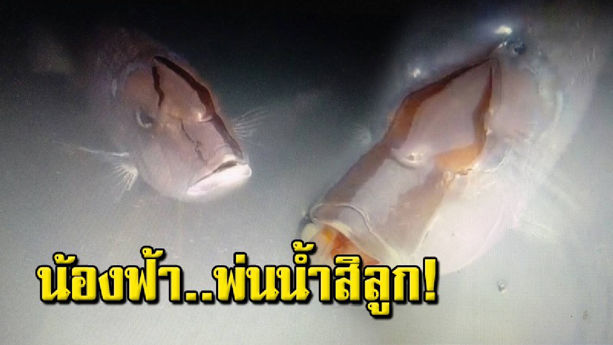 เปิดคลิปสุดทึ่ง ปลาพ่นน้ำได้ไกล สนิทกับคน คนเลี้ยงรักเหมือนลูกไม่กล้าขาย