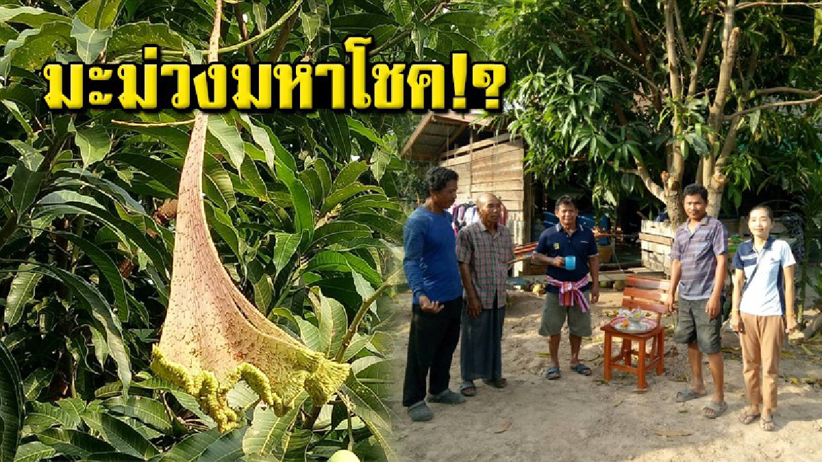 สุดแปลก!! มะม่วงประหลาด โผ่ลมา ให้โชค 3ตัวตรงๆ