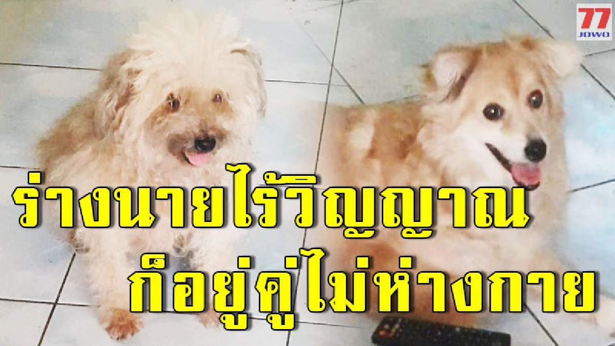 เจ้าตูบ 2 ตัว เฝ้าร่างเจ้านายไม่ห่างทั้งวันทั้งคืน หลังหนุ่มใหญ่เกิดโรคกำเริบนอนไร้วิญญาณ