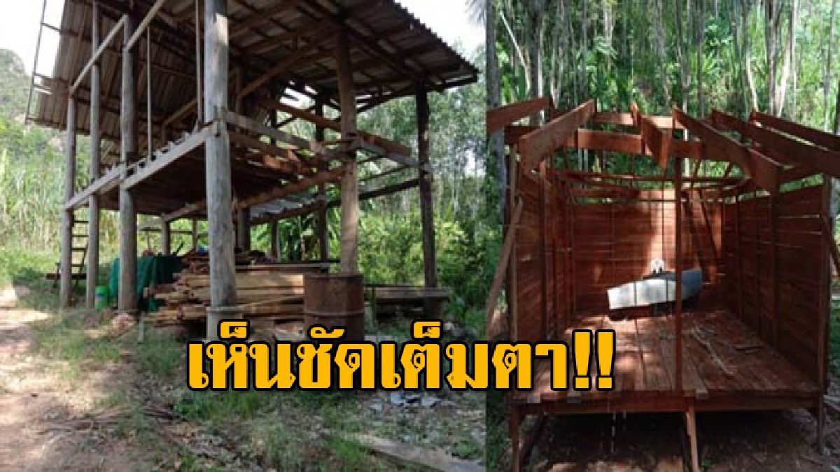 ทีมค้นหาผู้สูญหายเจอหลักฐานขบวนการลักลอบทำไม้เถื่อนมโหฬาร พบตั้งโรงงานแปรรูปกลางป่าเทือกเขานางนอนหลายจุด พร้อมไม้ซุงวางเรียงรายเกลื่อน