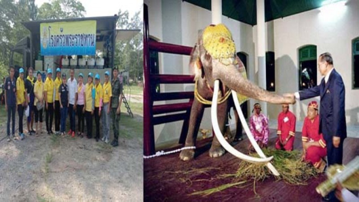 เปิดตำนานป่าเทือกเขานางนอนแหล่งกำเนิด&ldquo;พระเศวตอดุลยเดชพาหนฯ&rdquo;ช้างเผือกคู่บารมีในหลวงรัชกาลที่9&ndash;เปิดโรงครัวพระราชทานเริ่มปฏิบัติการค้นหาวันที่8