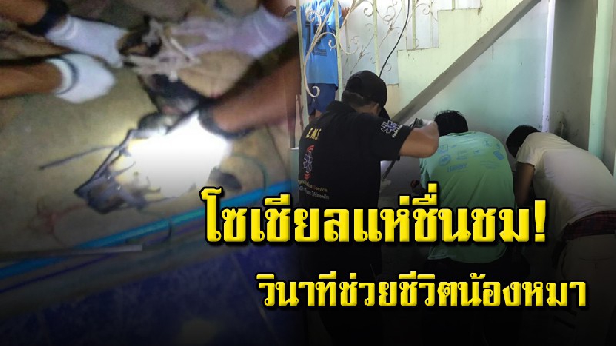 เปิดคลิปช่วยน้องหมาวัย 2 ปี ถูกเชือกฟางรัดคอแน่น บาดลึกเป็นแผลเน่า รอดตายหวุดหวิด