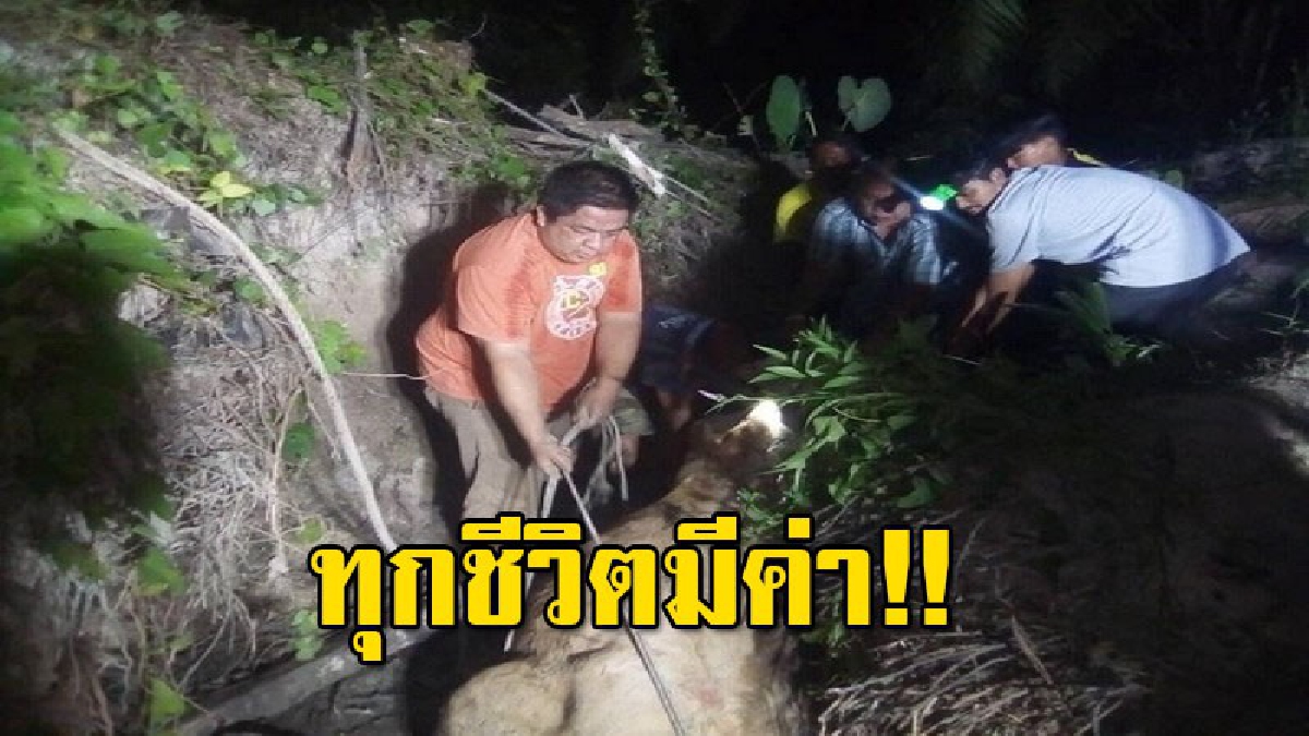 เจ้าหน้าที่กู้ภัย ช่วยวัวตกร่องน้ำกลางสวน บาดเจ็บขาหัก