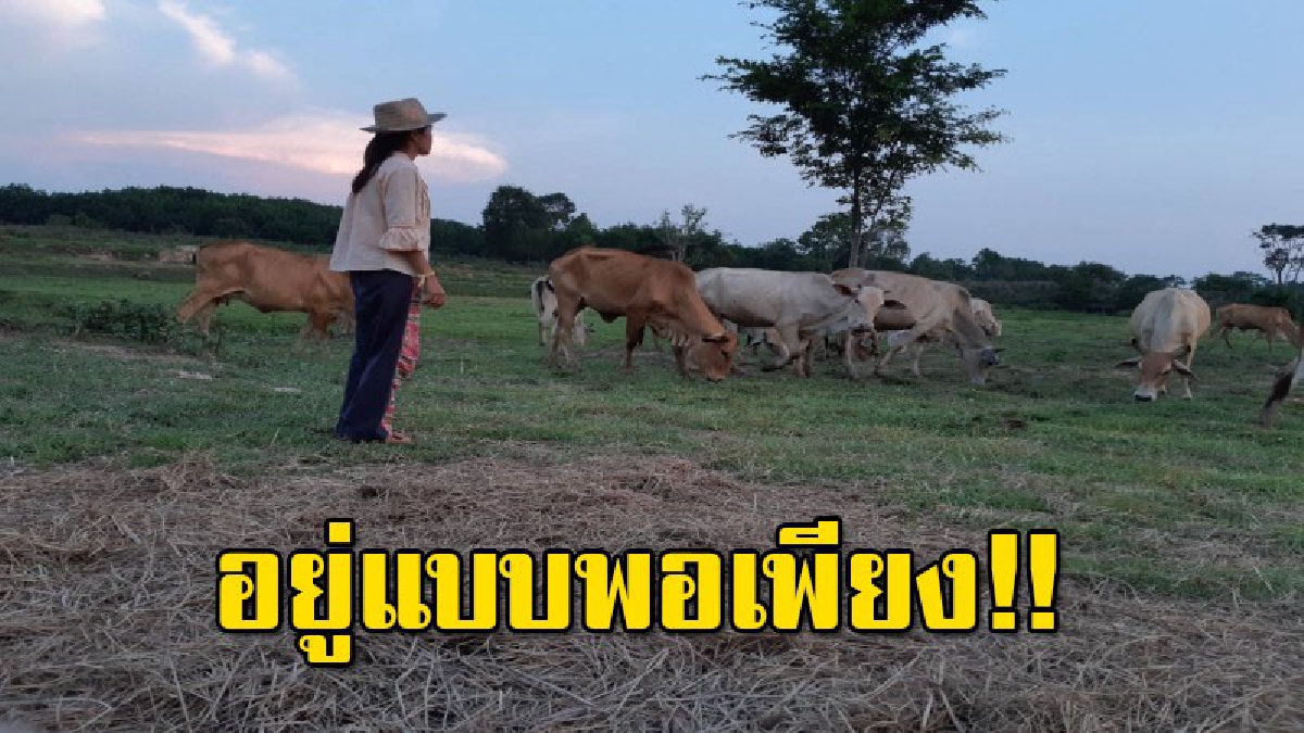 เพื่อชีวิต พอเพียง 2สามีภรรยา จบ ป.ตรี ด้านเกษตร ยึดอาชีพเลี้ยงโคพันธุ์พื้นเมือง เดินตามรอยพ่อ ไม่หรูหราแต่มีกินมีใช้สุขใจ