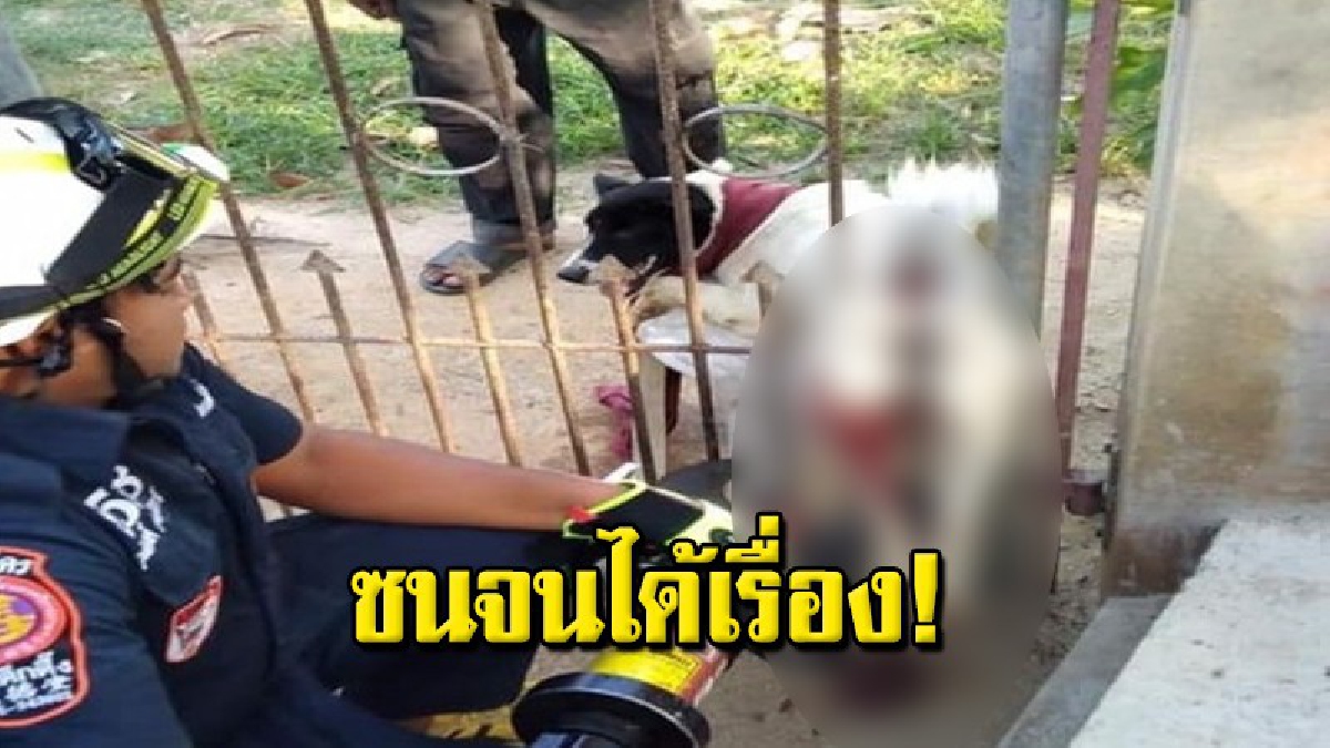 ช่วยระทึก กู้ภัยใต้เต็กตึ๊ง ร่อนพิบูลย์ เมืองคอน ช่วยเจ้าตูบเคราะห์ร้าย ถูกเหล็กดัดประตูเสียบขาบาดเจ็บสาหัส