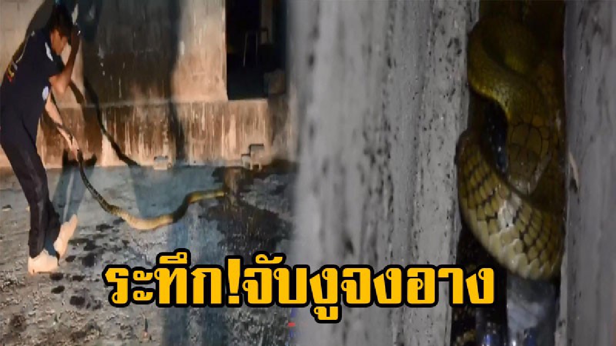 เจ้าหน้าที่กู้ภัยฯ จับงูจงอางยาว 3 เมตรกว่า ด้วยมือเปล่าวอย่างระทึก ก่อนนำไปปล่อยคืนสู่ธรรมชาติ