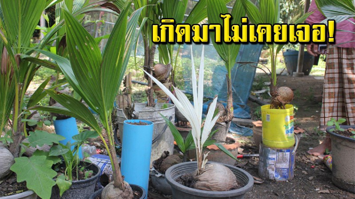 ชาวบ้านแห่ชมลูกมะพร้าวน้ำหอมแตกหน่อมีสีขาวนวลตลอดทั้งต้น