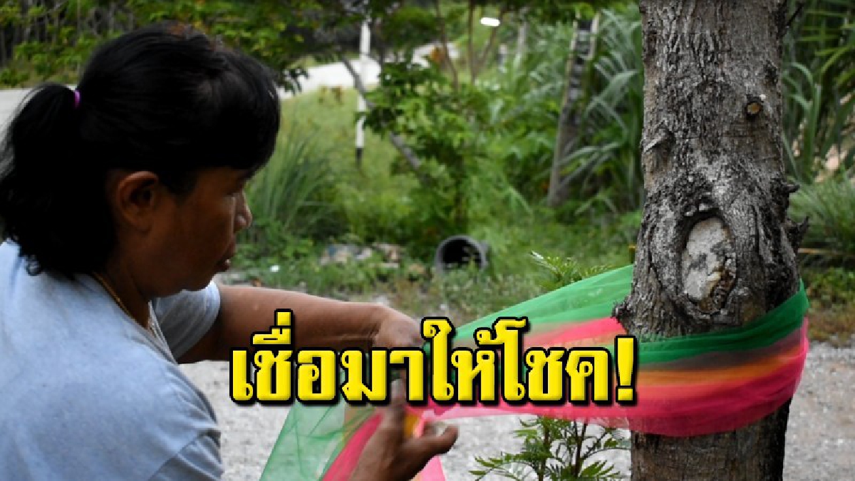 ชาวบ้านฮือฮา แห่ขอโชคต้นมะขามพิศวง มีภาพคล้ายใบหน้าผู้หญิงไว้ผมมวย โผล่กลางลำต้น