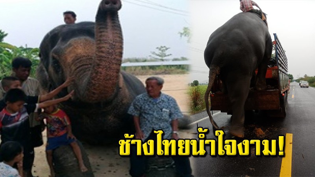 รู้จักแล้วจะหลงรัก "สีดอจารึก" ช้างอุทัยธานี สร้างชื่อเสียงทั่วโลก ช่วยคนลากต้นไม้ล้มขวางทางระหว่างเดินทางกลับ