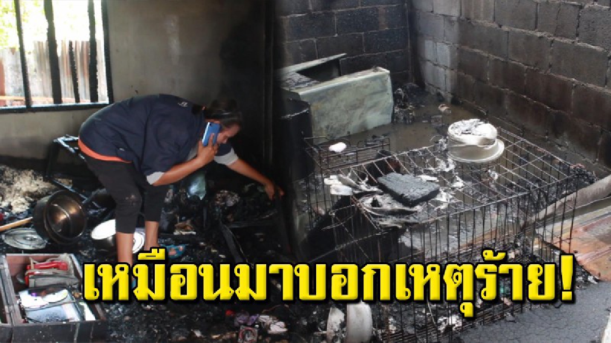 2 แมวแม่-ลูกมากวนผิดปกติก่อนออกจากบ้าน เจ้าของกลับมาอีกที ไฟไหม้บ้านวอดทั้งหลัง คลอกเจ้าเหมียวดับคาบ้าน