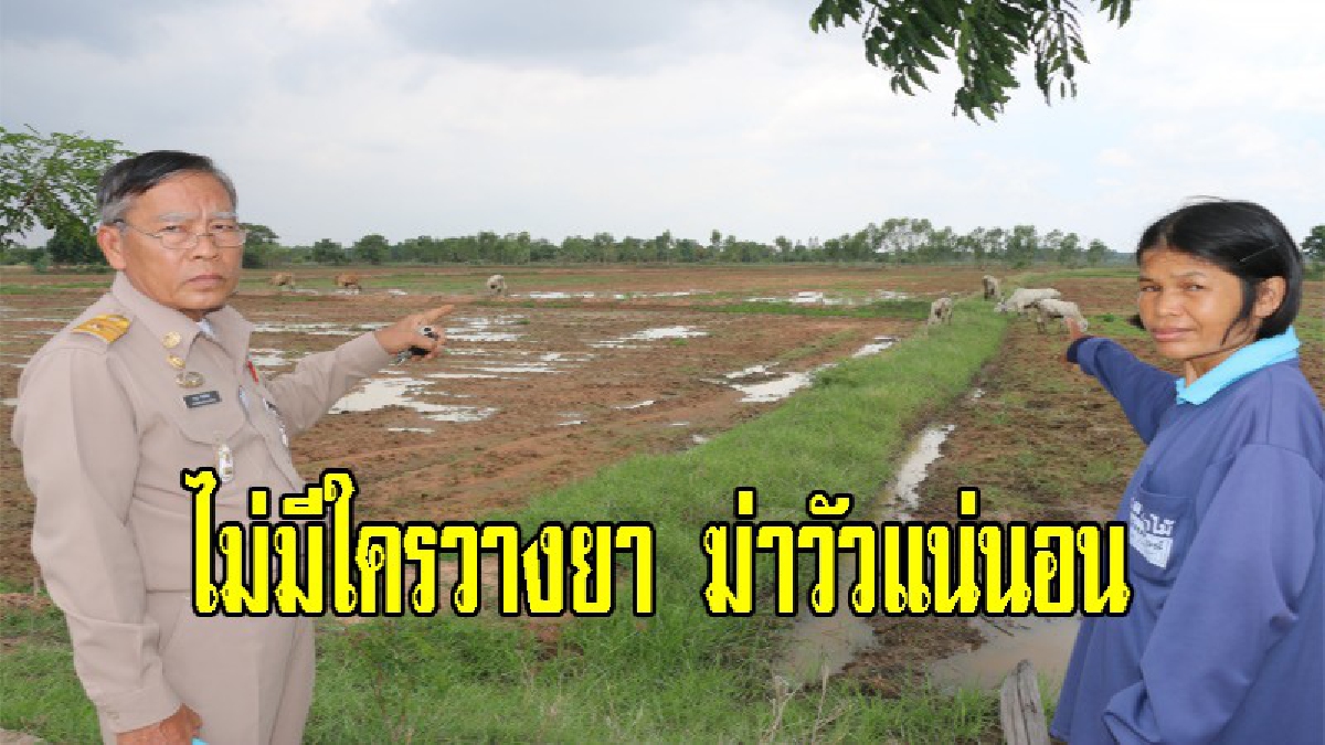 นายก อบต. ชาวบ้าน ยืนยันไม่มีใครใจดำ วางยาโคกระบือต่างถิ่น ไม่มีศึกแย่งน้ำแน่นอน