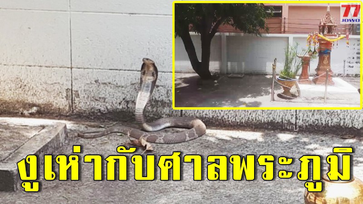 พบงูเห่าข้างศาลพระภูมิ ก่อนช่วยกันจับคืนธรรมชาติ