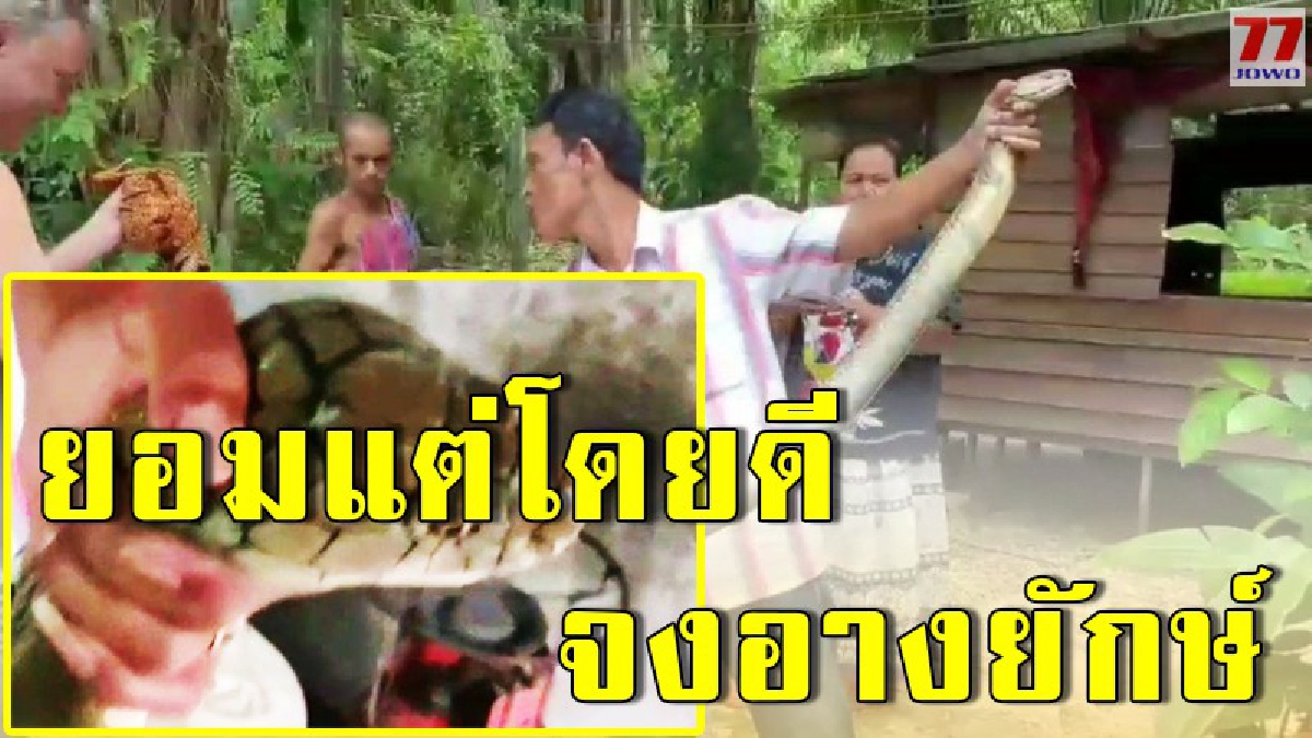 พบจงอางยักษ์ซุกใต้ตู้เย็น