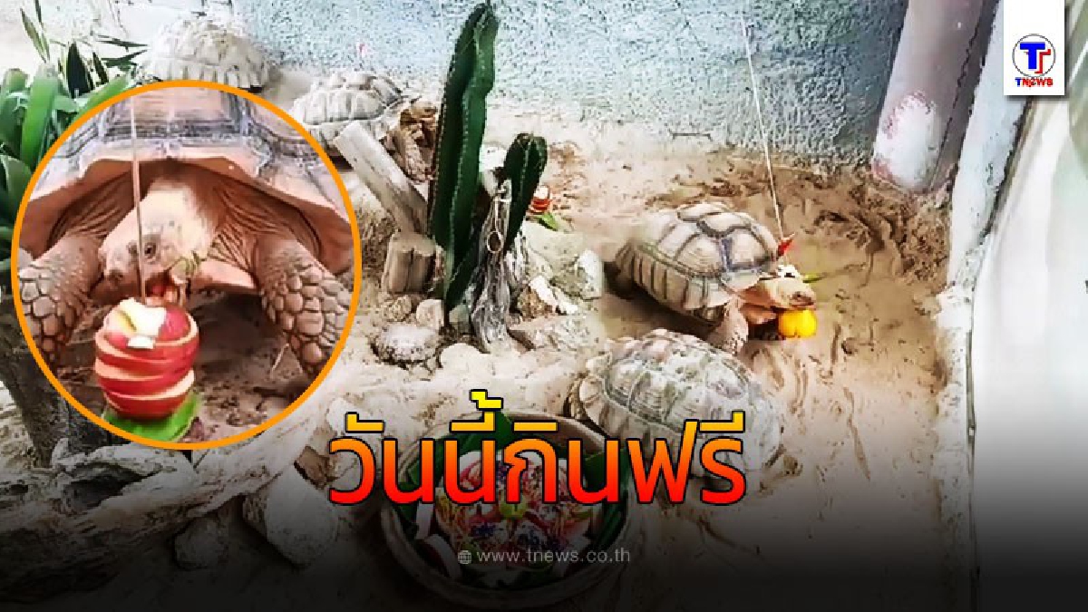 บุฟเฟ่ต์แบบไม่อั้น วันเต่าโลก
