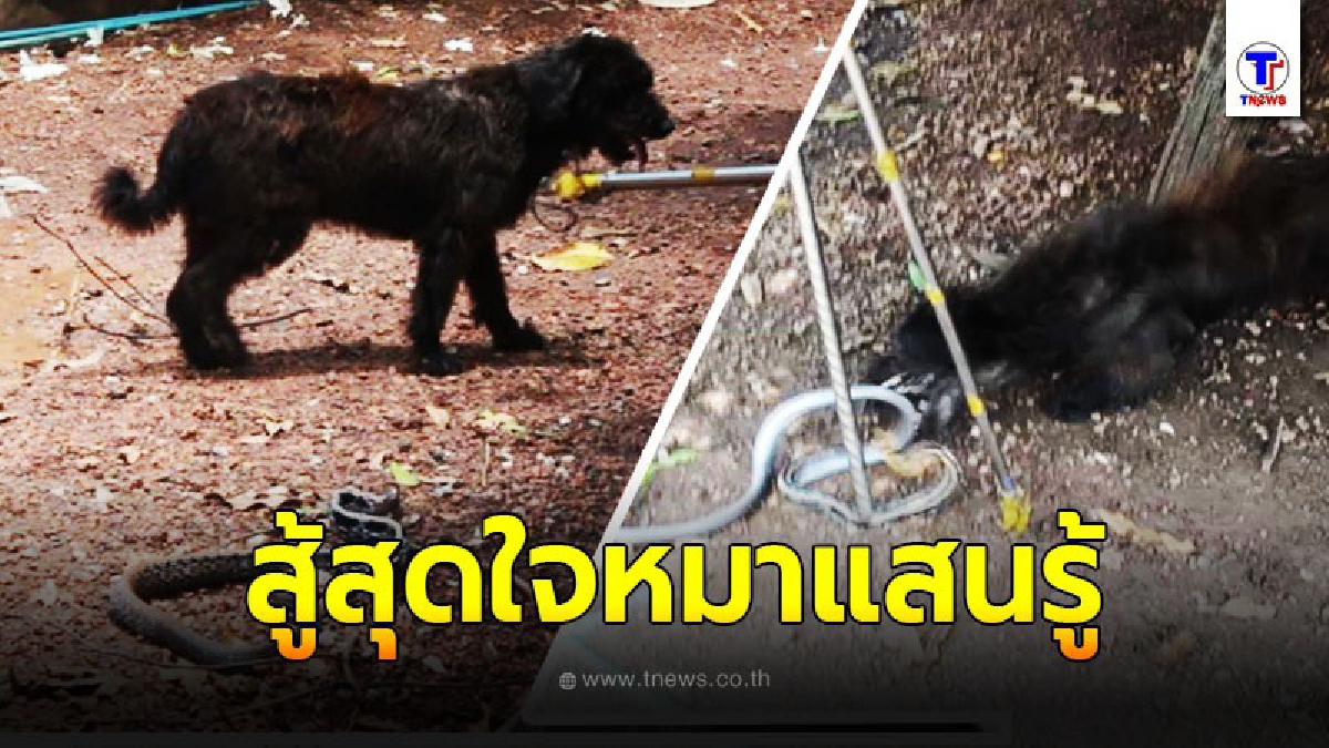 สุนัขแสนรู้ ช่วยเจ้าหน้าที่จับงู เชื่อมาให้โชค