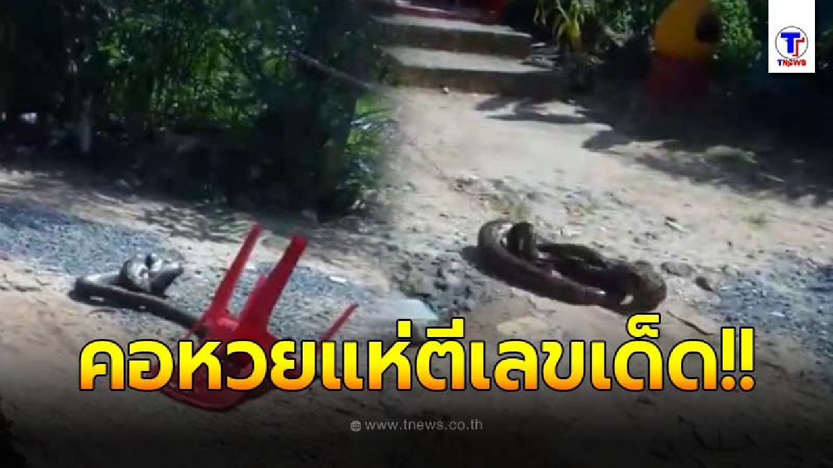 สาวใหญ่ผงะ งูเหลือมยาวกว่า 4 เมตร โผล่ในศาลเจ้า เชื่อมาให้โชค