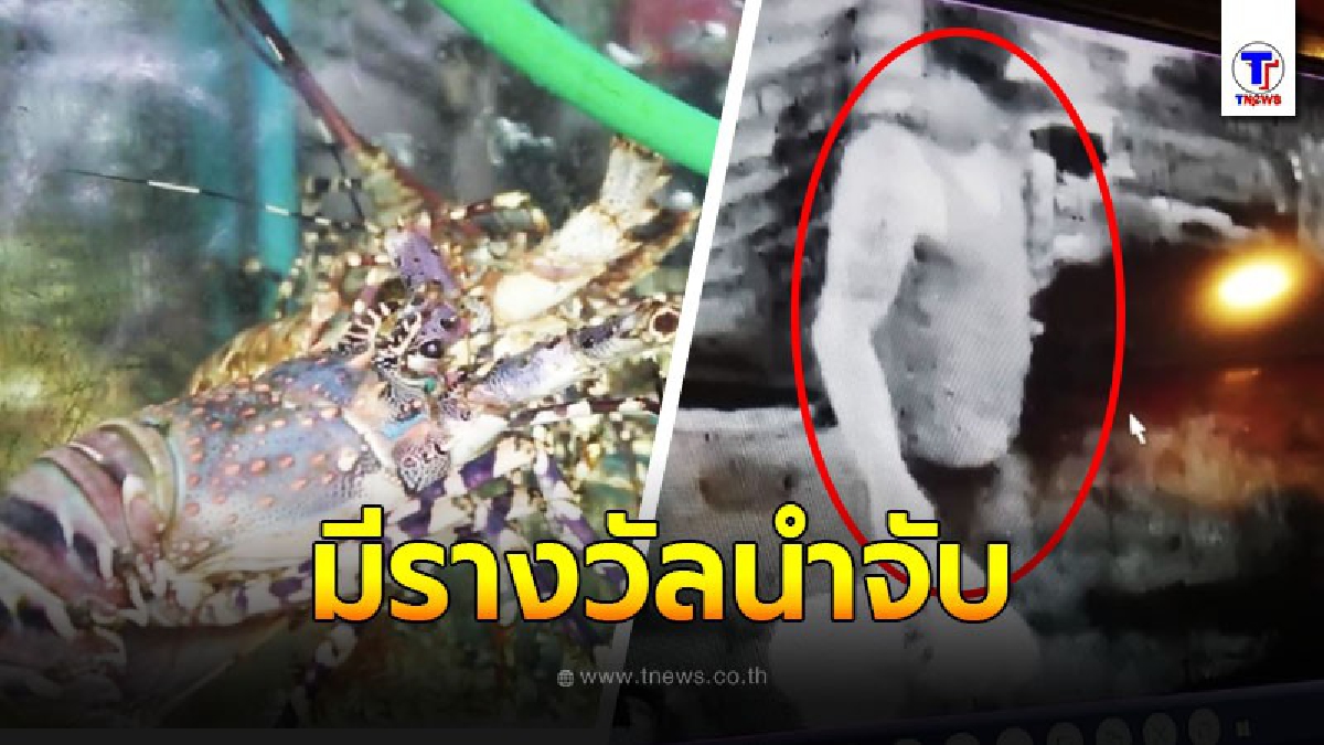 ใครพบแจ้งเบาะแส มีรางวัลให้ มือดีลักกุ้งมังกร