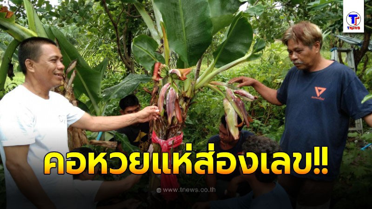 ชาวบ้านตั้งชื่อกล้วยนาคราช กล้วยออก 3 เครือ นำผ้าแดงผูกปะแป้งขอโชค