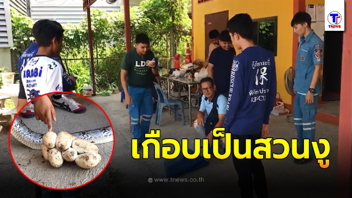 งูเหลือมยาวร่วม 3 เมตร ฟักไข่ กินไก่ไปหลายตัวชาวบ้านช่วยจับปล่อยคืนป่า