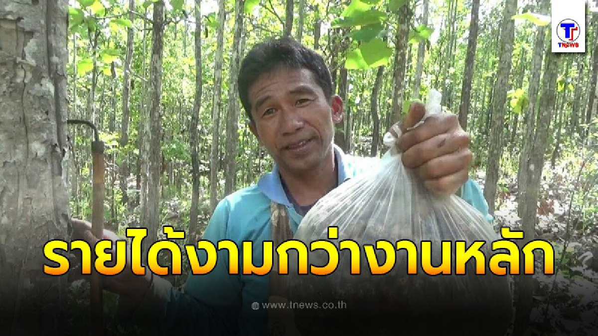 ชาวบ้านจำนวนมาก ออกหาเห็ดถอบ หรือเห็ดเผาะ ราคาพุ่ง กิโลกรัมละ 600บาท สร้างรายได้กว่า 2,000 บาท/วัน
