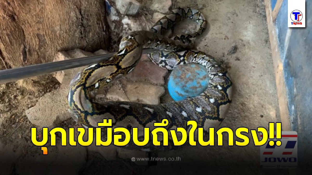 งูเหลือมเข้ากรงกินแมวที่ชาวบ้านเลี้ยงไว้ 5ตัวนอนสบายแจ้งเจ้าหน้าที่จับปล่อยสู่ธรรมชาติ
