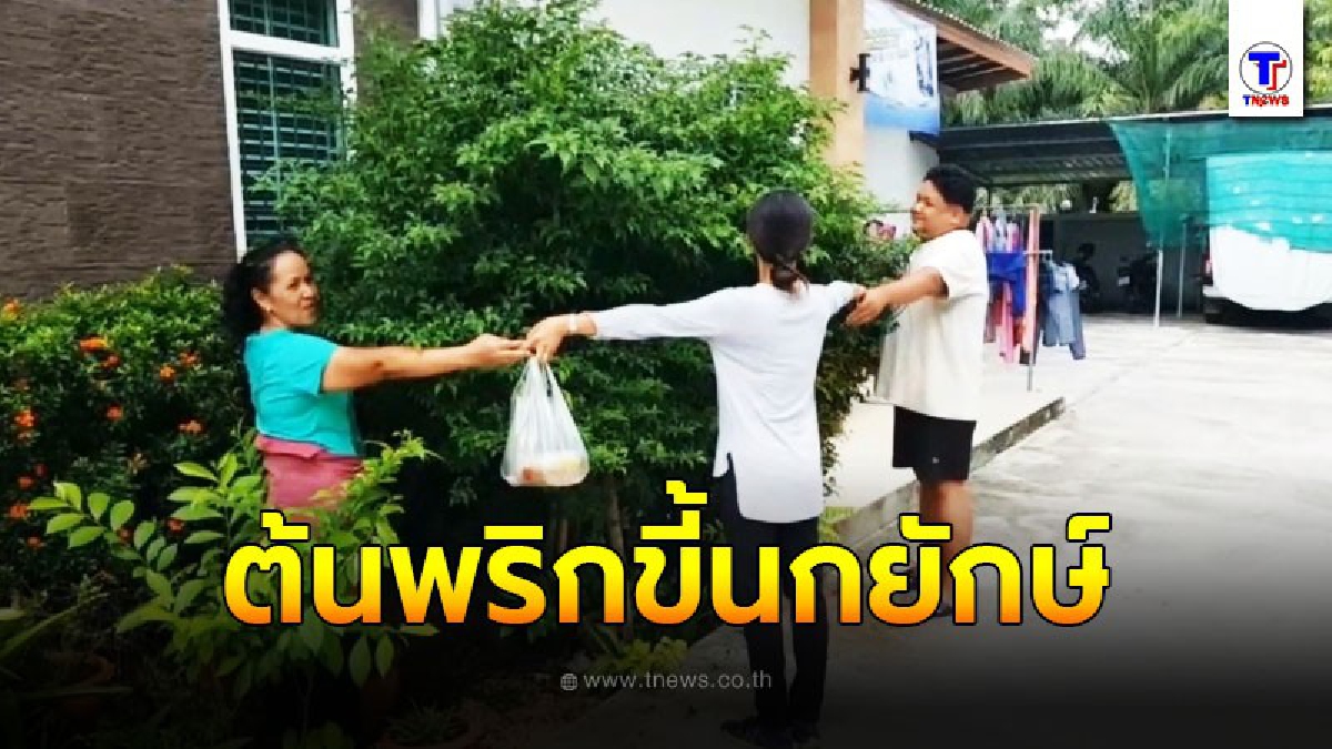 พบต้นพริกขี้นกยักษ์  4 คนโอบเจ้าของ เผยปุ๋ยก็ไม่ได้ใส่แต่กลับใหญ่เอง
