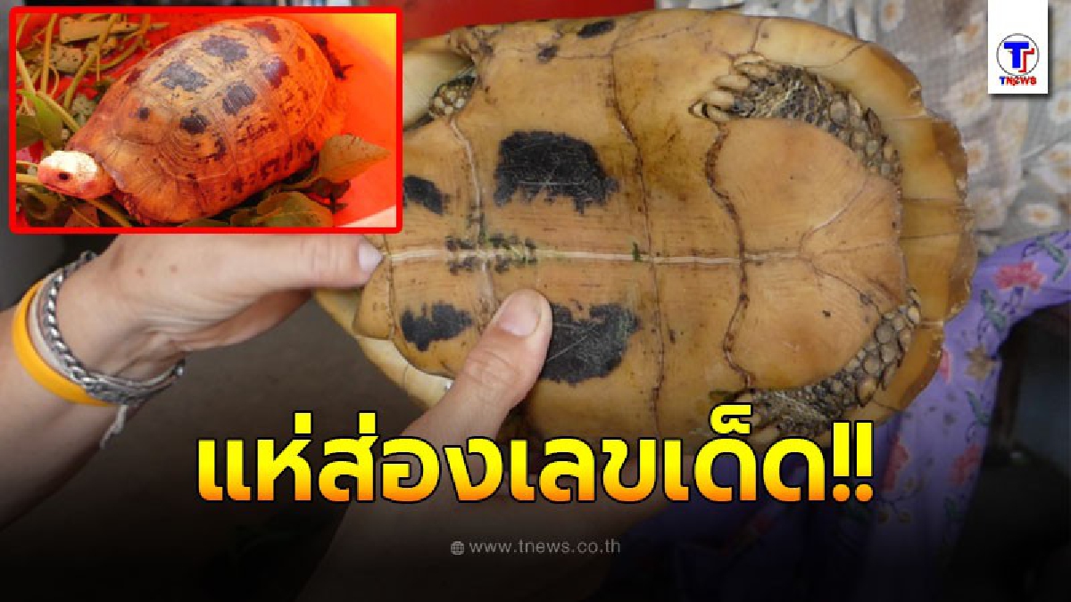 เต่าสีทองคลานเข้าร้านค้า ชาวบ้านแห่ขอส่องเลขเด็ดก่อนวันหวยออก