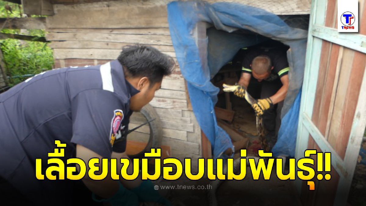 พบงูเหลือมแอบเข้าเล้าเขมือบแม่พันธุ์ไก่ชนหายาก รีบตามกู้ภัยช่วย