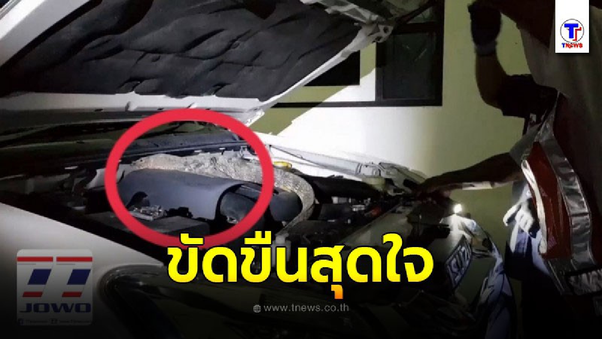 หนุ่มสู้กับตัวเงินตัวทอง หลังเจออยู่ในกระโปรงหน้ารถ