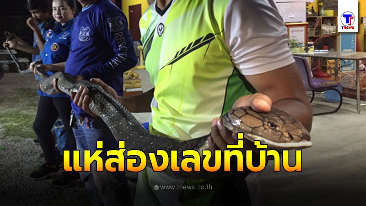งูจงอางยักษ์ยาว 5 เมตร กำลังเขมือบตัวเงินตัวทอง
