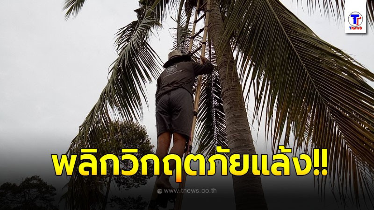 ลุงเมืองช้างหันยึดอาชีพซื้อมะพร้าวอ่อนส่งขายนอกประเทศรายได้งาม