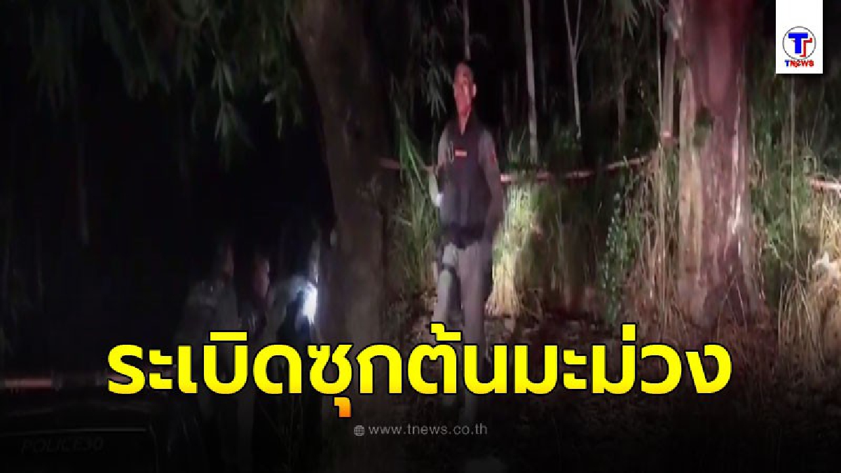 เจ้าหน้าที่พบระเบิด มีคนแอบเอามาซุก ในโพรงต้นมะม่วง