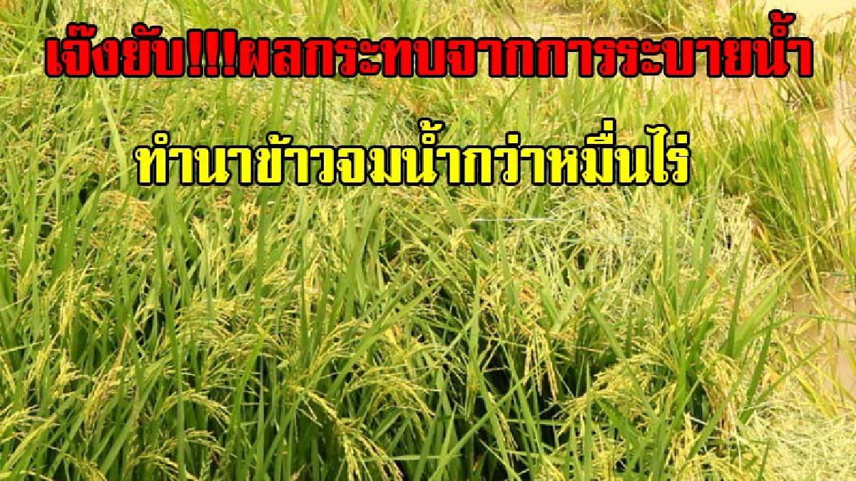 น้ำจากอ่างห้วยใหญ่ล้น เร่งระบายถึงท่าตะโก ทำข้าวจมกว่า10,000 ไร่ ชาวนาเร่งเกี่ยวข้าวถอนทุนถึงแม้จะเจ๊งยับ (มีคลิป)