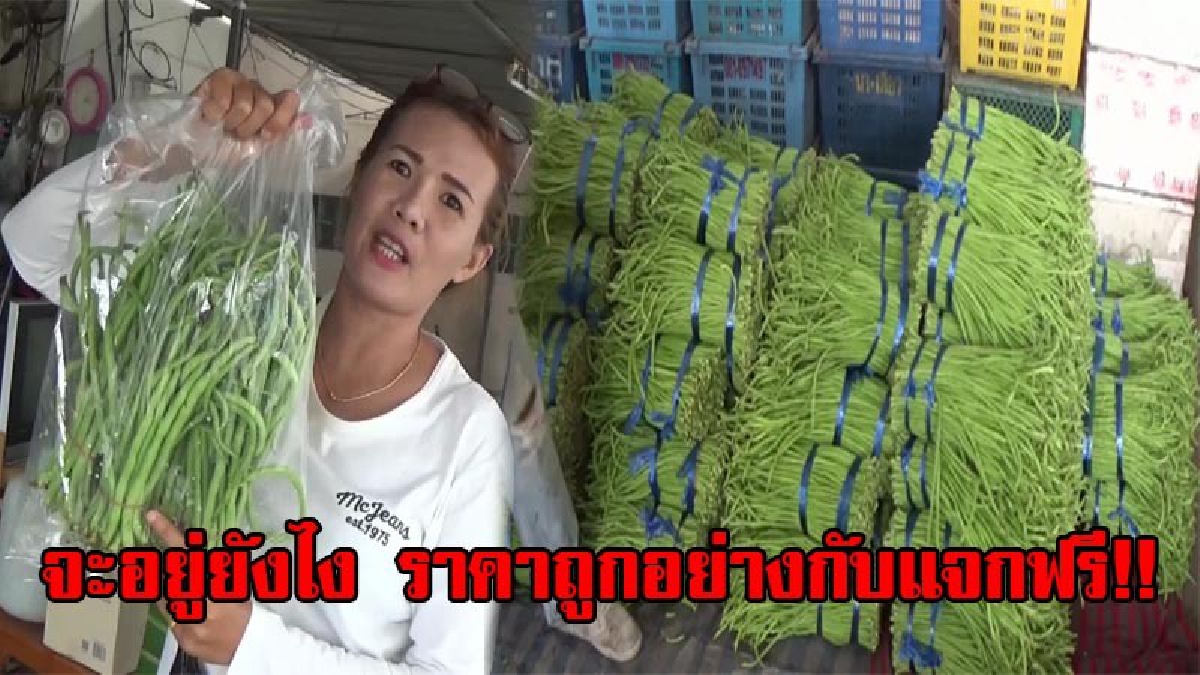 ถูกอย่างกับแจกฟรี!? แม่ค้าถั่วฝักยาว ครวญราคาตกขายไม่ออก เน่าเสียขาดทุน แบบนี้จะอยู่ยังไง ขายยังไม่พอต้นทุน (มีคลิป)