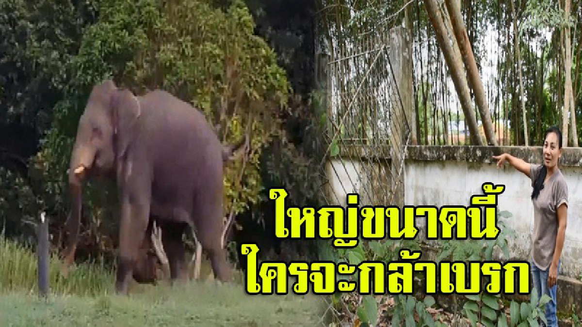 ช้างป่าบุกอนามัย โค่นต้นปาล์มฟอกเทลเกลี้ยง แม่ค้าร้านชำเข่าทรุด รั้วกำแพงบ้านโดนพังยับ คาดหนีเสียงประทัด (มีคลิป)