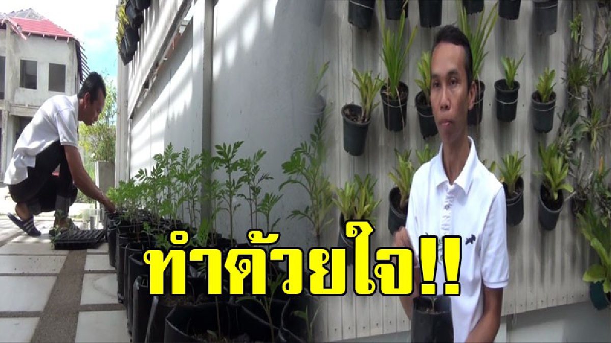 แม้จะเล็กน้อย แต่ก็ทำด้วยใจ!! ด้วยสำนึกคุณในหลวง ร.9 หนุ่มอ่างทอง เพาะกล้าดาวเรือง 400 ต้น แจกปชช.ประดับบ้านเรือน วาระสำคัญของประเทศ (คลิป)
