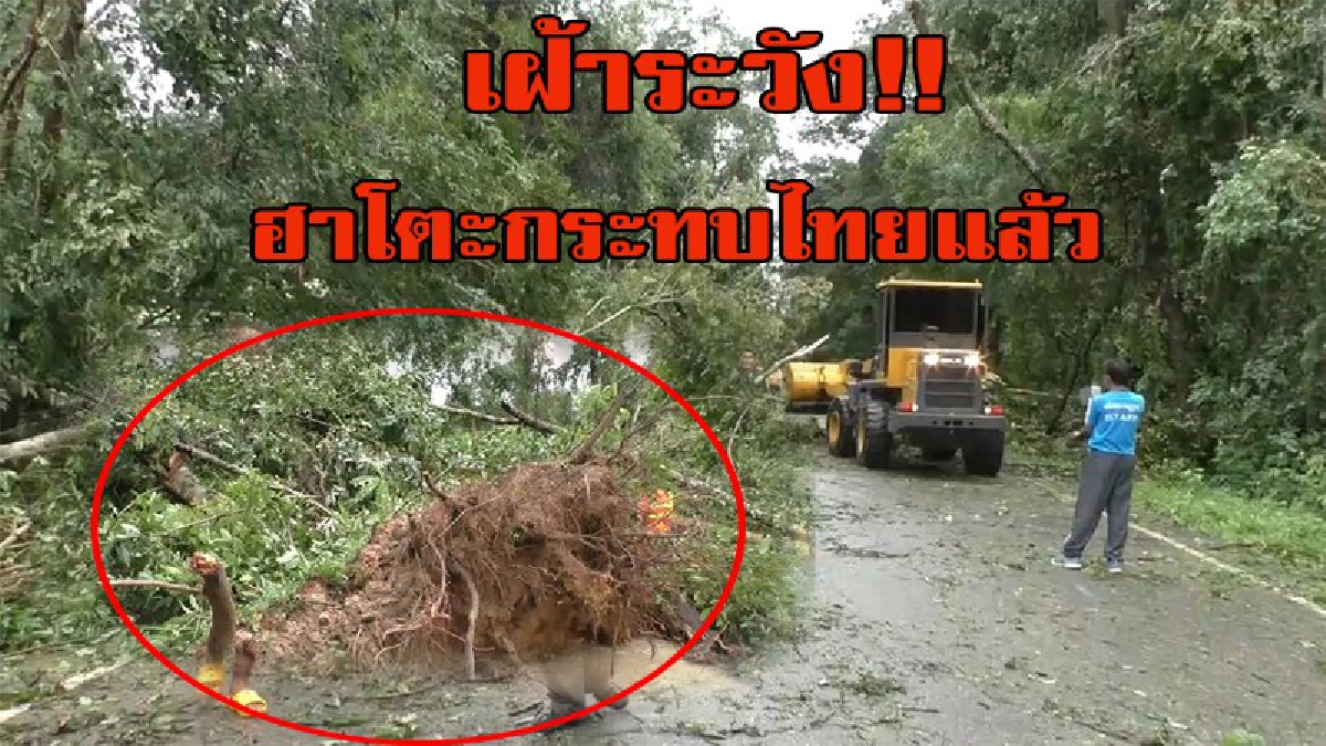 ฮาโตะ กระทบไทยแล้ว !! ฝนตกหนัก ต้นไม้หักโค่น หลายพื้นที่มีปัญหาน้ำท่วม ทางการสั่งเฝ้าระวังอย่างใกล้ชิด