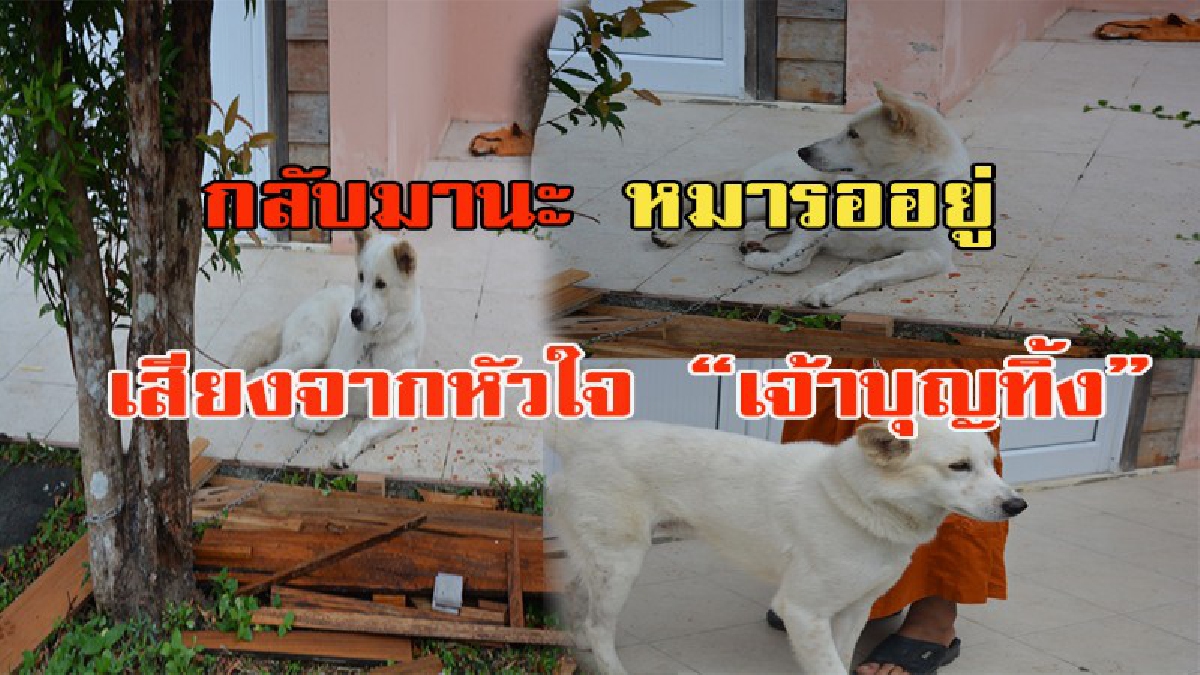 สะเทือนหัวใจคนรักหมา!!! "เจ้าบุญทิ้ง" ที่ถูกเจ้าของนำมาทิ้งที่วัดกลางดึก เฝ้ามองรถทุกคันที่แล่นผ่าน หวังเจ้านายมารับกลับ แชร์ไปให้เจ้าของรู้