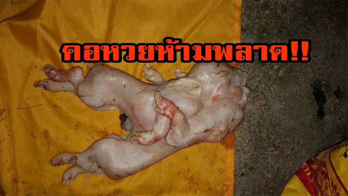ใกล้หวยออกแล้ว!!! คอหวยห้ามพลาด!!!! เจ้าของฟาร์มสุดดีใจ เผยตั้งแต่เลี้ยงหมูมาไม่เคยเจอ เจ้าหมูฝาแฝดให้โชค